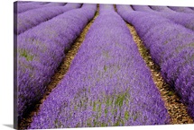 Lavender Rows