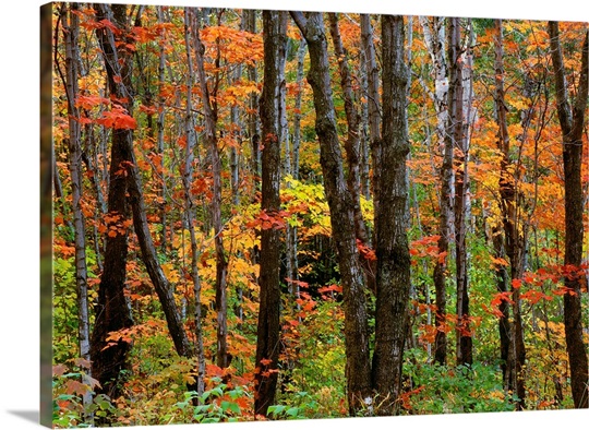 Leaves of Orange
