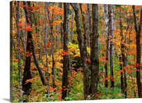 Leaves of Orange