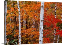 Leaves of Orange