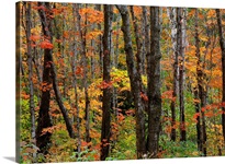 Leaves of Red