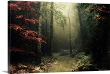 Legendary Forest in Brittany