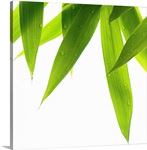 Life is green