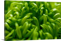 Lime Heart II