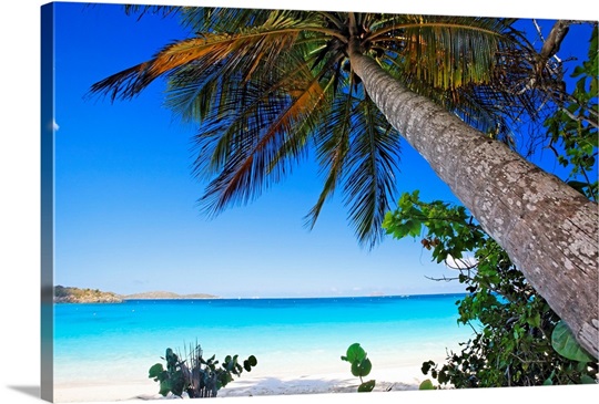 Low Angle View of a Leaning Palm Tree on a Tropical Beach, Trunk