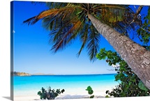 Low Angle View of a Leaning Palm Tree on a Tropical Beach, Trunk