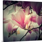 Magnolia Forever