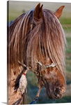 Mongolian Ponies II