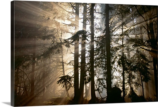 Morning Has Broken