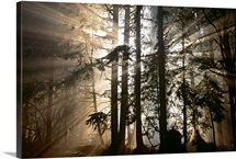 Morning Has Broken