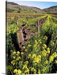 Mustard Vines