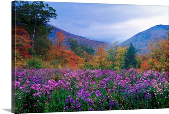 New Hampshire Meadow