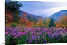 New Hampshire Meadow
