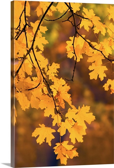 Orange Leaves