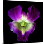 Orchid