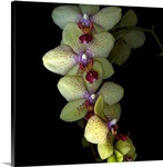 Orchid cascade