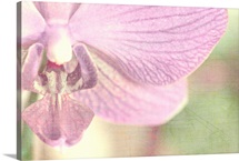 Orchids Softness