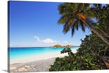Palm Shaded Caribbean Beach, Trunk Bay, St John, US Virgin Islan