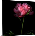 Peony
