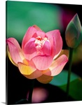 Pink Passion II