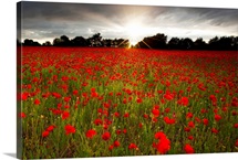 Poppy Burst