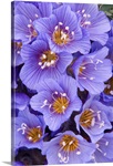 Purple Flowers