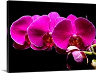 Purple Orchids