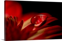 Red Drop