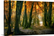 Red Forest