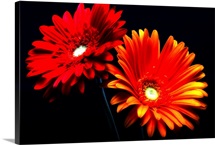 Red Sunshine