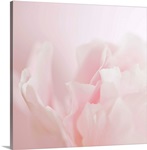 Softly Pink