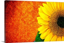 Summers Hope