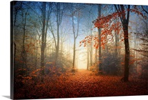 Sunrise in the Broceliande Forest