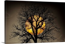 Sunset Behind a Tree