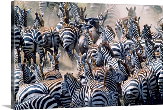 The Herd