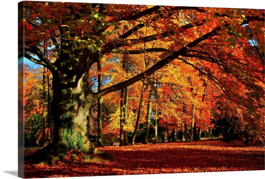 The Tree