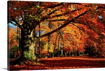 The Tree