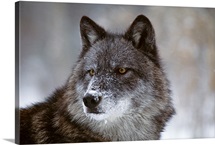 Watchful 1