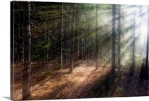 Whispering Light
