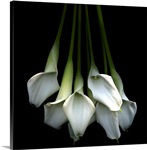 White calla