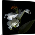 White Rose and White Lily