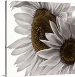 White Softness
