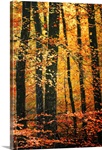 Wind in the Trees