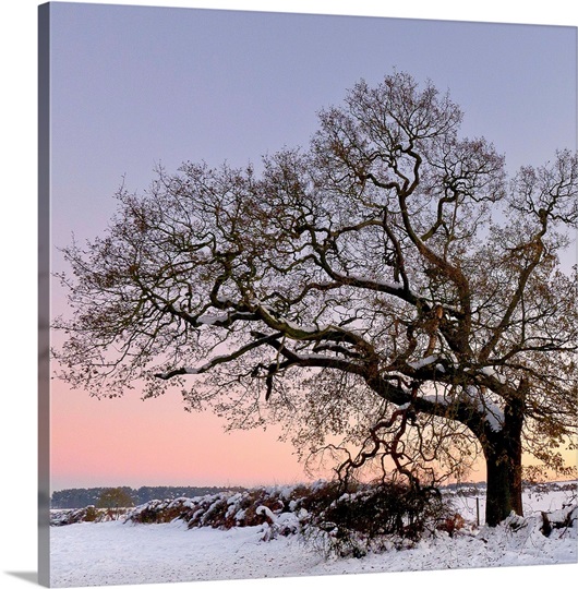 Winter Dusk