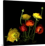 Yellow and red ranunculus