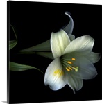 Yellow dusted lily