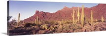 Alamo Canyon Organ Pipe Cactus National Park AZ