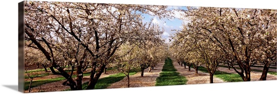 Almond trees in an orchard, Central Valley, California