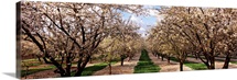 Almond trees in an orchard, Central Valley, California