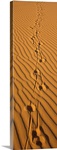 Animal tracks on sand dune Namibia